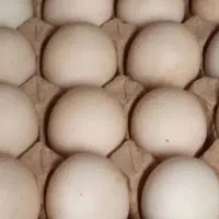 تخم اردک خارجی