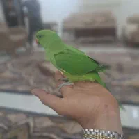 فروش ملنگو