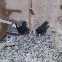 زاغ دم سفید وکرمونی