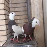 کفتر طوقی سرخ کاکلی پر خال سیاه نر وماده