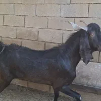 بز نر