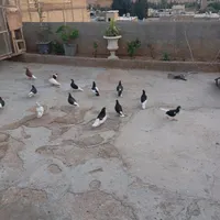 شهری