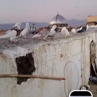 دسته 20تایی کفتر بوم هوایی زدخوردی