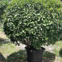 گل و گیاه بیرونی