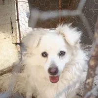 پامر یک ساله برای فروش