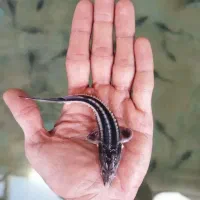 بچه ماهی خاویاری .استریاد