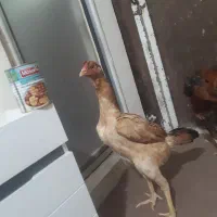 خروس لاری افغان و مرغ اوشامو