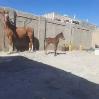 اسب،مادیان ۷ ساله