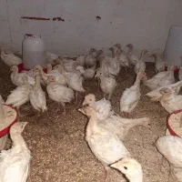 جوجه نیمچه بوقلمون گوشتی بیوتی ۶