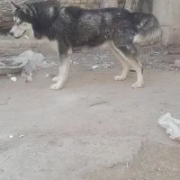 سگ هاسکی