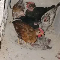 مرغ وخروس محلی چاق وتمیز