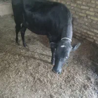 گوساله ماده برای قربانی وزن حدودا ۲۰۰کیلو