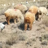 بره و میش