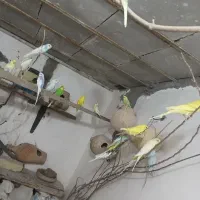 فروش مرغ عشق بالغ