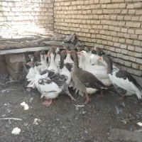 غاز