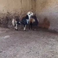 قوچ پلنگی