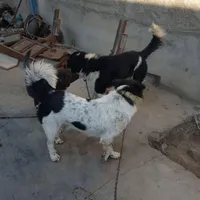 واگذاری سگ مناسب