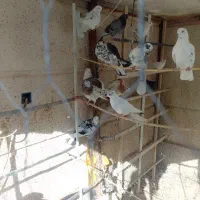 پرنده