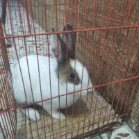 خرگوش اهلی