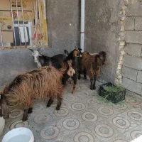 خرید و فروش گوسفند