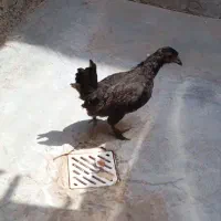 جوجه مرغ پاکوتا  سلطان ومرندی وکشاورزی