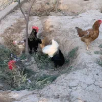 دو عدد خروس سه عدد مرغ رسمی تخمگذاز