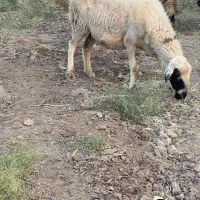میش آبست