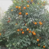 نارنج زیر قیمت آخر فصلی