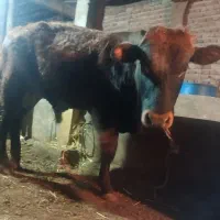 گاو نر گوشتی