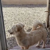 سگ پاکوتاه حرف گوش کن