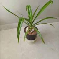 گل طبیعی