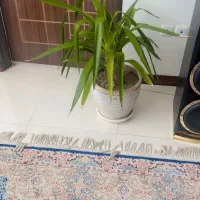 گل با کلدون