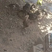 جوجه بوقلمون