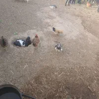 مرغ وخروس