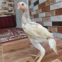 جوجه اوشامو و لاری آس