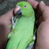 طوطی ملنگو نر هشت ماهه چلوندنی