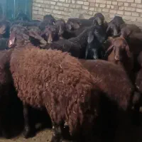 بره ماده های هترو و همو