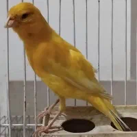 قناری و قناری خاکی