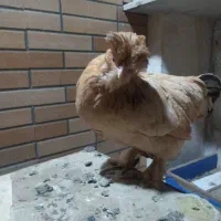 مرغ و خروس