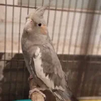 عروس هلندی+ مرغ عشق
