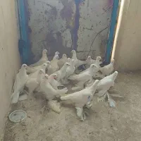 20عدد لوتی سفید نژاد اویناخ اهر