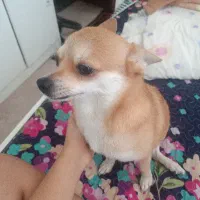 شیبابا