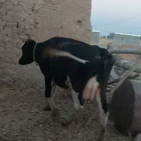 گاو پر شیر ۲۰کیلو شیر با گوساله ماده
