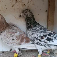 کبوتر ،هفرنگ خطی