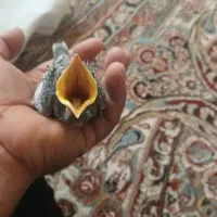 عروس هلندی وجوجه مینا