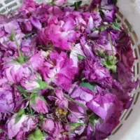 گل محمدی