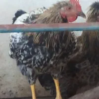 نیمچه خروس ۶ماهه بومی