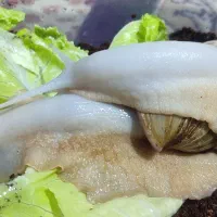 حلزون های پرورشی آچاتینا