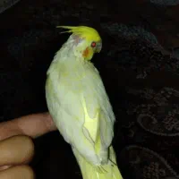 عروس هلندی نر
