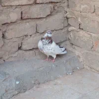 ۳ تا کفتر حسابی ۶۳۰